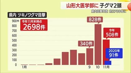 山形大学医学部で子グマ2頭目撃　県内の目撃件数2698件（11月末時点）過去最多更新中　山形