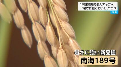 暑さに強く大粒の新品種コメ「南海189号」次世代エースへの期待高まる　農家の収入増や政府のコメ政策にも