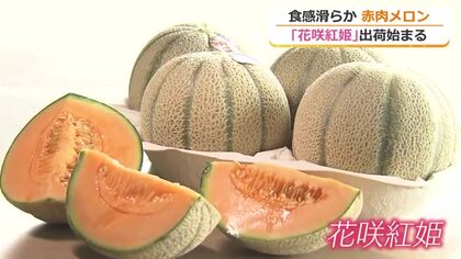 赤肉メロン「花咲紅姫」の収穫始まる　糖度高く肉厚で滑らかな食感　坂井北部丘陵地で6月下旬まで