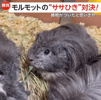 モルモットの“ササ引き”対決がエモい…双子の勝負は決するも“負けるが勝ち”で他の子から長い笹ゲット！　石川・能美市「いしかわ動物園」