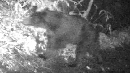 【ヒグマ速報】札幌市豊平区羊ケ丘通り付近に体長約1.2メートルのクマ＿市が設置したカメラが撮影＿足跡や倒木の掘削跡も確認＿1か月前にも目撃情報＜北海道＞