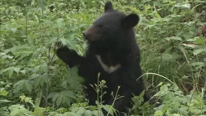 全国で出没相次ぐ「クマ」…ツキノワグマが生息する岡山県は大丈夫？【Ｒｅ：ｃｈａｎｇｅ　岡山】