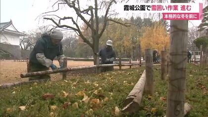 雪吊り・竹掛け・一本立てなど冬ならではの景色　本格的な冬の訪れ前に霞城公園で“雪囲い”　山形