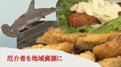 「サメはフライにするのが一番」試作30品目でたどり着く　地域資源化で「厄介者を人気者にしたい」タルタルソースのハンバーガーも登場