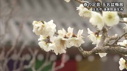 春の足音　玉名盆梅展始まる【熊本】