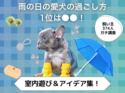 【飼い主374人に調査】雨の日、おうちで何してる?愛犬の人気1位は「ボール遊び」!退屈しない室内アイデアが続々。