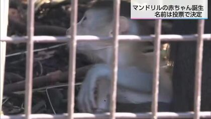 宮崎市フェニックス自然動物園　マンドリルの赤ちゃんが誕生　名前は投票で決定