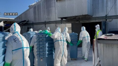 養鶏場のニワトリに鳥インフルエンザ陽性確認…30日朝から24万羽の殺処分始まる　29日に42羽死ぬ　埼玉・嵐山町