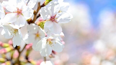 桜の「開花」から「満開」までの日数は北に行くほど短い　理由は“冬の冷え込み”