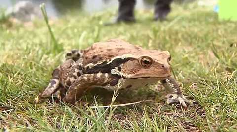 このままだと札幌中心部で大繁殖 有毒 アズマヒキガエル 行政の対策 後手 に批判 北海道発