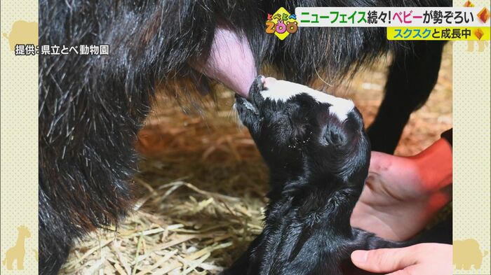 お母さん「ハヅキ」のミルクを飲む「アヅキ」