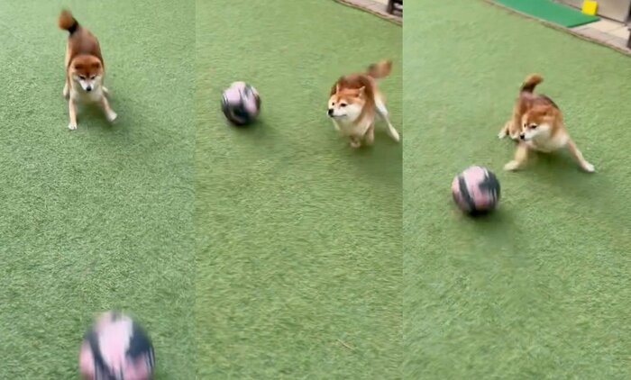 サッカーボールだと避けてしまう(提供:Nerushibaさん)