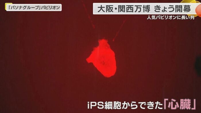 iPS細胞から生まれた「心臓」