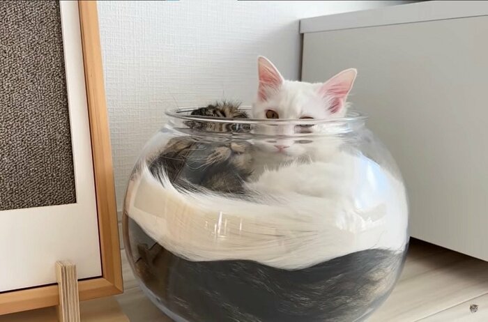狭そうだけども…
