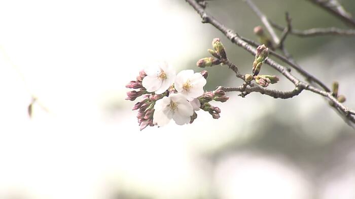 東京の桜開花を発表