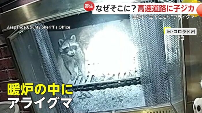 暖炉の中から見つめるアライグマ