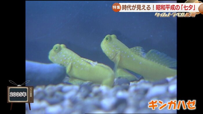 2005年 ギンガハゼ(長崎ペンギン水族館)