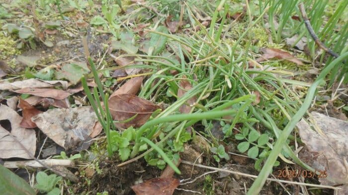 スイセンが自生していた畑（提供 富山県）