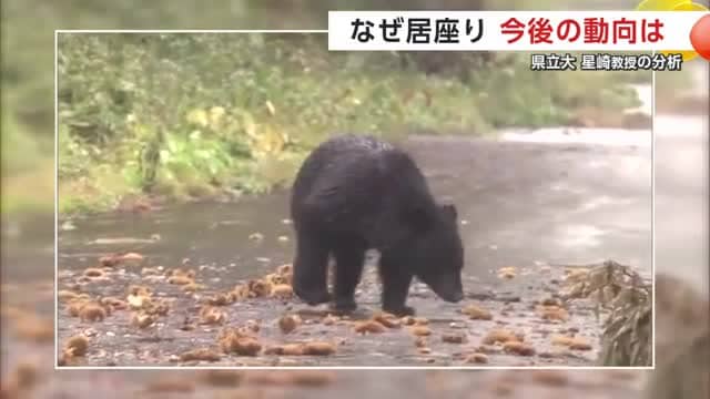 クマは“隠れる場所”を探して住宅などに入ってしまうという(資料画像)