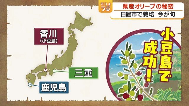 当時、政府がオリーブの栽培試験地に指定した3県