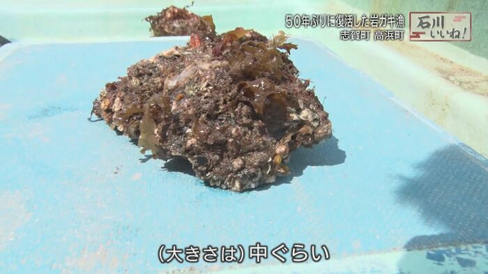 平野さんが採った岩ガキ
