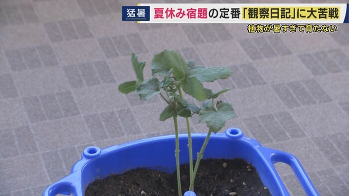 オクラ
