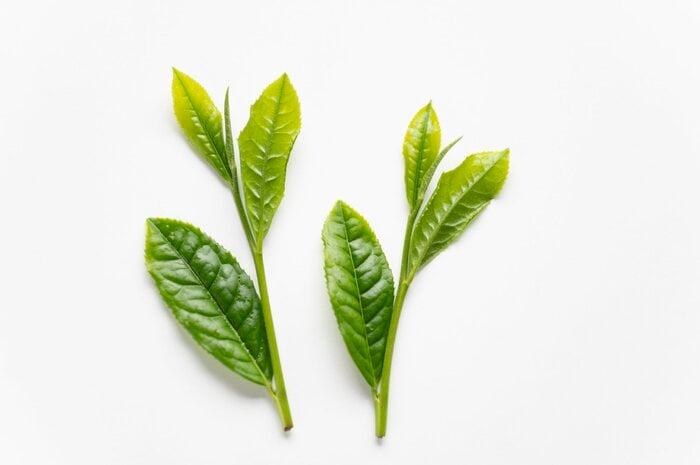 「一芯三葉」（イメージ）