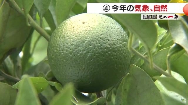 タンカンは一部が黄色く焼けてしまっていた