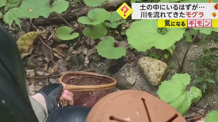 森に放すと、数秒で土の中に消えていった