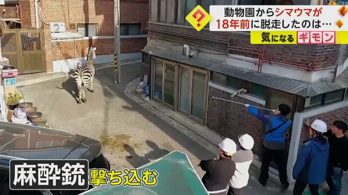 麻酔銃を撃ち込む警察