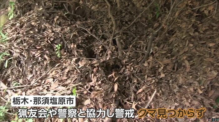 クマの足跡とみられる穴