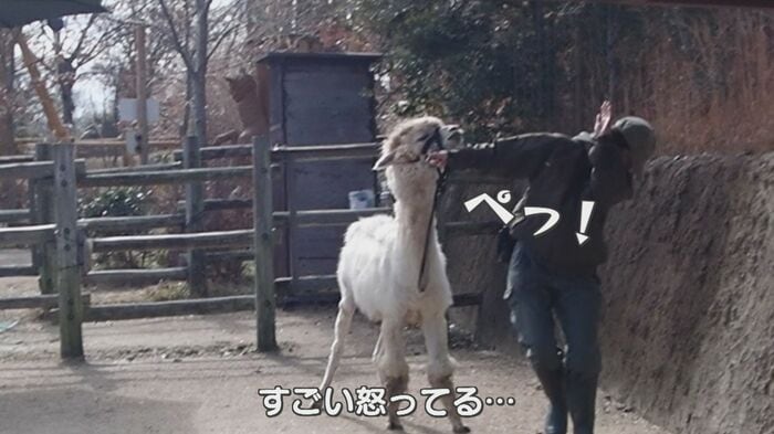 装具が気に入らないのか唾を吐き不満を表す