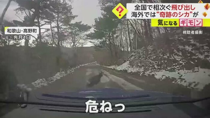 目の前に道路脇からシカが飛び出し