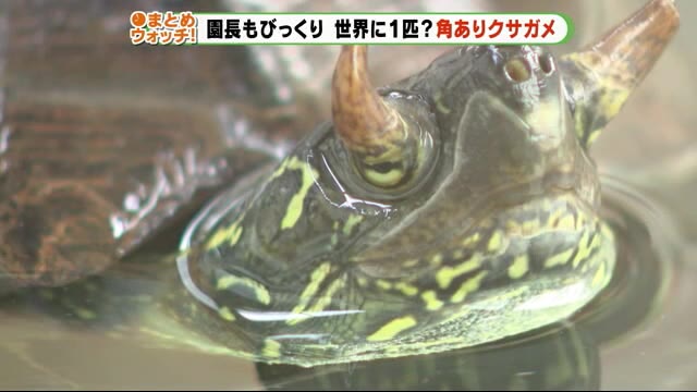 見たことないよ カメに「角」? iZooが調査に乗り出す 静岡・河津町