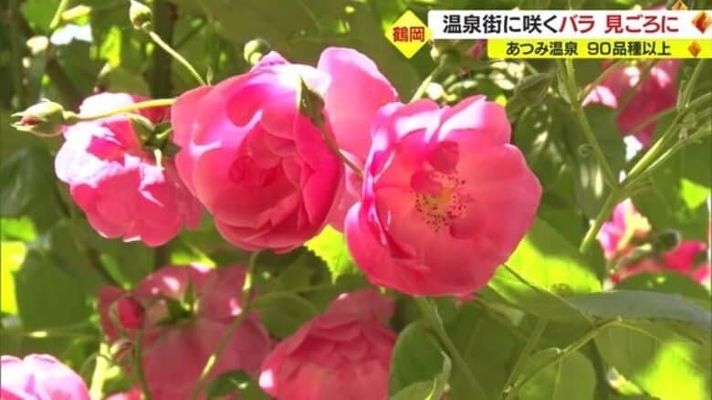 「あつみ温泉ばら園」に咲く90品種以上、約3000本のバラ　一番花が見ごろに　二番花・三番花と10月末まで楽しめる【山形発】｜FNNプライムオンライン