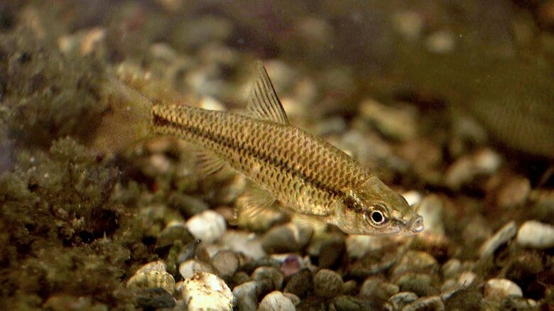 「魚は空飛ばないのに」廃校プールに“国内外来種”の「モツゴ」が謎の繁殖　駆除しても再び現れる　人や鳥が持ち込んだ？水源から？　雑食で繁殖力が高く生態系を脅かす「オタマジャクシが食べられてカエルが育たなくなった」｜FNNプライムオンライン