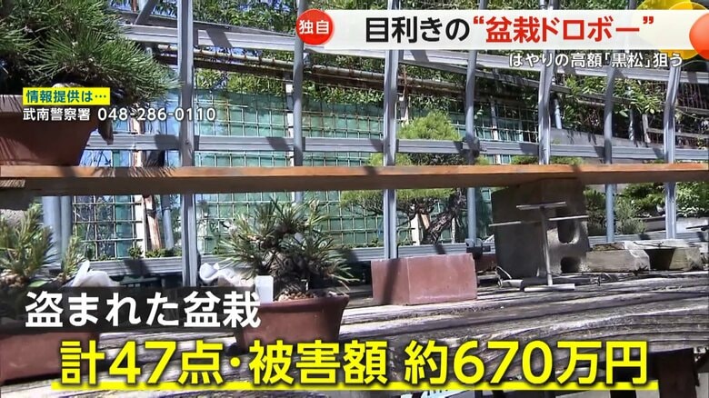 【独自】目利きの“盆栽ドロボー”　高額「黒松」「真柏」狙う…被害額約670万円　埼玉・川口市｜FNNプライムオンライン