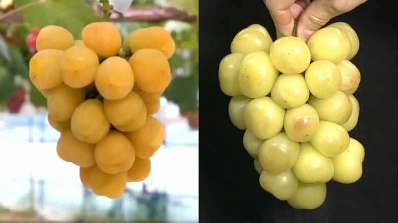 【独自】日本の“ぶどう”品種をパクった韓国農家を直撃 驚きの言い訳｢シャインマスカットがヒットしたので｣｜FNNプライムオンライン