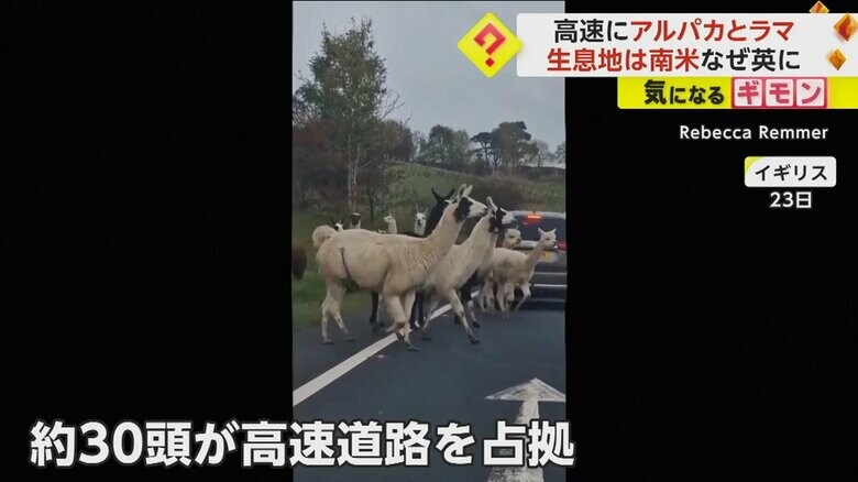 約30頭のアルパカとラマが高速道“占拠”　車を停めて立ち尽くす人も…道路沿いの農場から脱走　イギリス｜FNNプライムオンライン