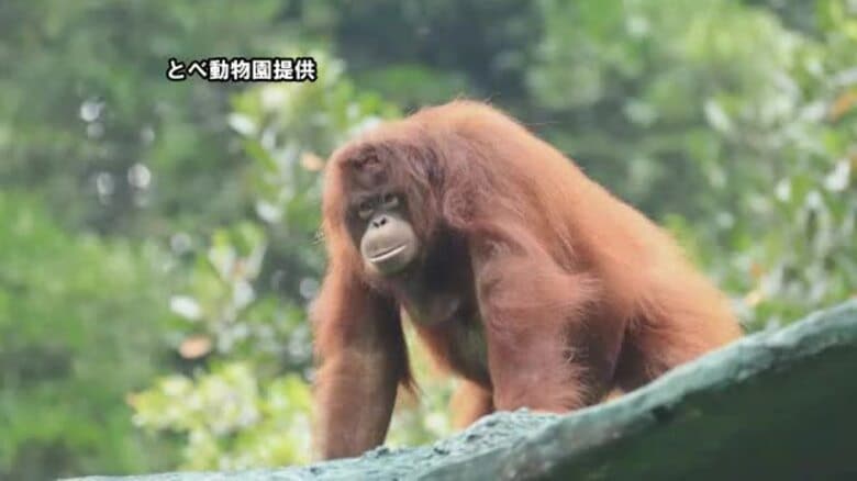 とべ動物園にインドネシアからオランウータン“嫁入り”到着「すごく頭良くかわいい」お見合いへ【愛媛】｜FNNプライムオンライン
