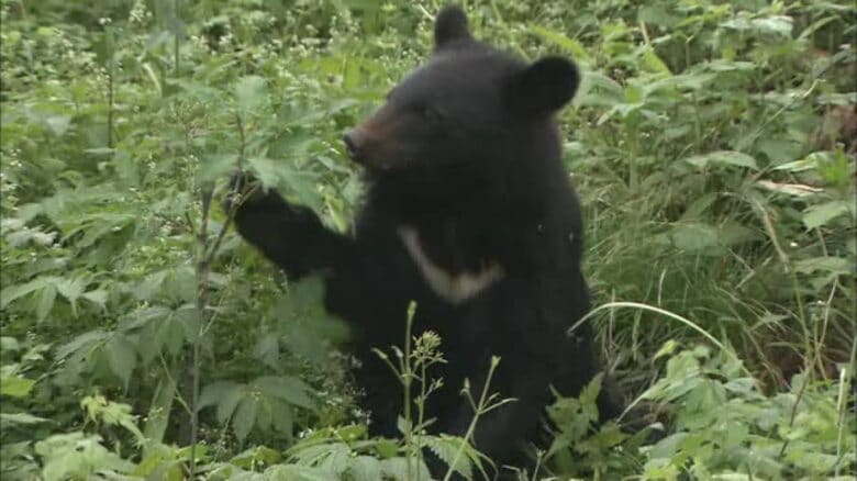 全国で出没相次ぐ「クマ」…ツキノワグマが生息する岡山県は大丈夫？【Ｒｅ：ｃｈａｎｇｅ　岡山】｜FNNプライムオンライン