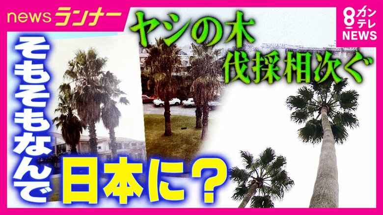「ヤシの木」なぜ関西や徳島に？背景に「まっすぐ伸びて風に強い・“南国のイメージ”も冬でも影響少ない生態」しかし「大きくなりすぎて倒木恐れ」などで伐採相次ぐ｜FNNプライムオンライン