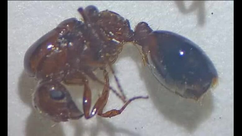 “緊急の拡散防止措置”特定外来生物「ヒアリ」松山で新たに約１３３０匹　“女王”２匹も発見【愛媛】｜FNNプライムオンライン