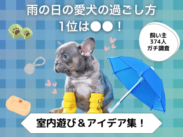 【飼い主374人に調査】雨の日、おうちで何してる？愛犬の人気1位は「ボール遊び」！退屈しない室内アイデアが続々。