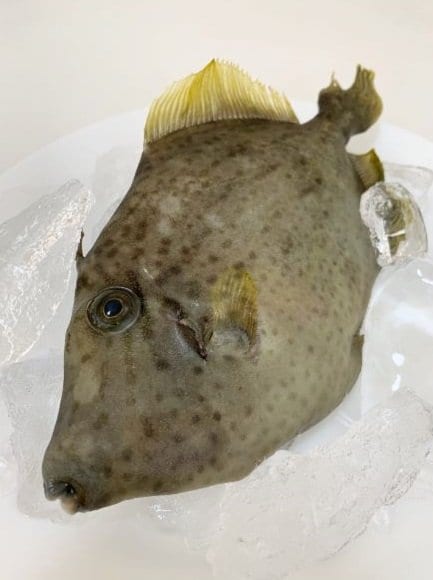 「本カワハギ」(提供:JR西日本)