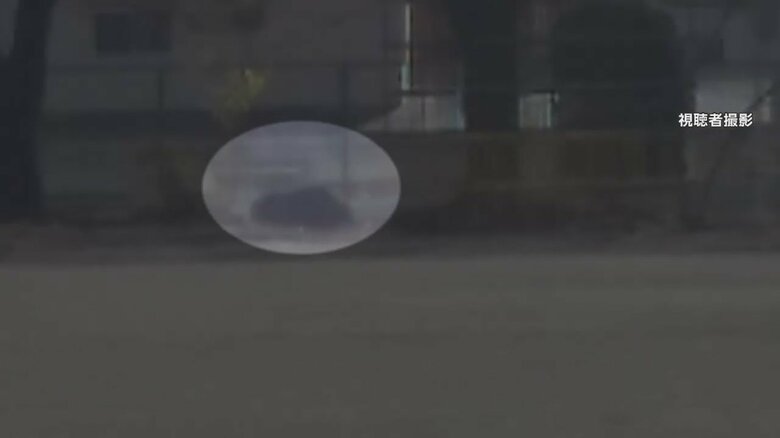 視聴者が撮影したイノシシの動画