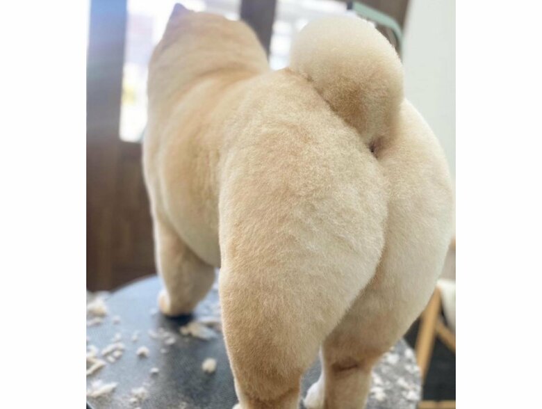 きれいな“シルバニアカット”(提供:くり蔵チャウチャウさん)