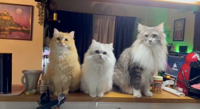 3匹仲良くご飯待ち　左：エマちゃん　中央：ノーマンくん　右：レイくん（提供：ネコランドさん）