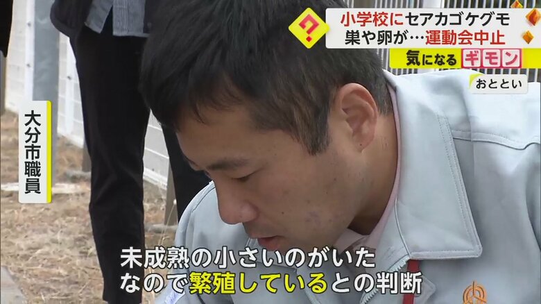「未成熟のセアカゴケグモがいたのがいたので、繁殖しているとの判断」と話す大分市の職員