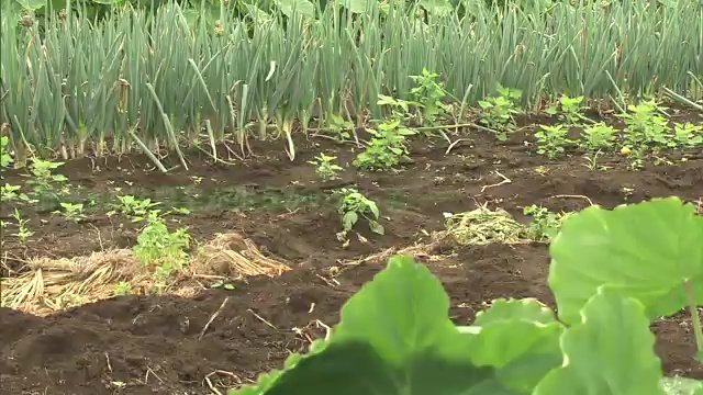 健康で体力もあった父　家族に何も伝えず一人畑へ